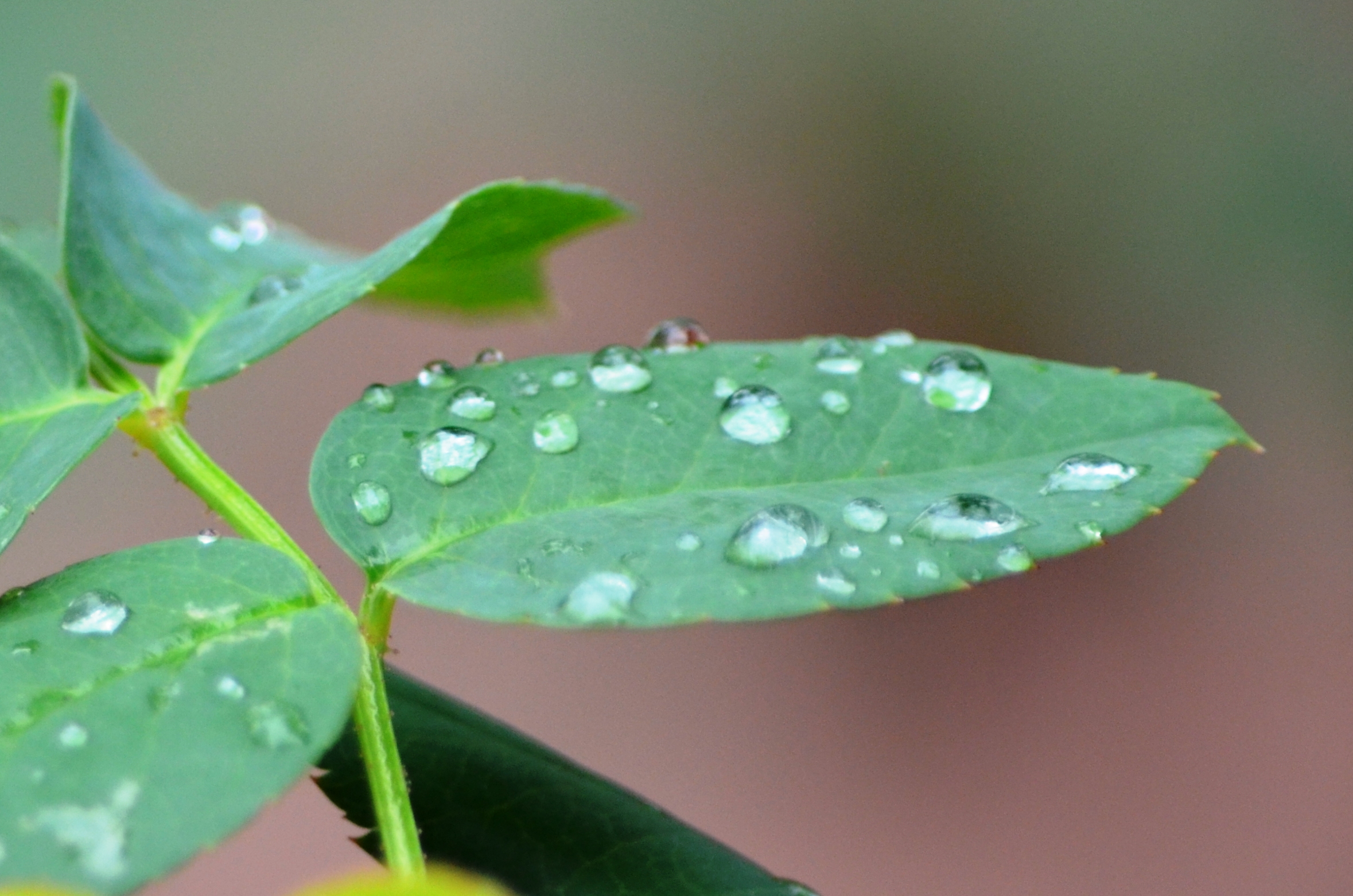 'बारिश'; तस्वीर: बृजेश सुकुमारन।