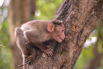 तस्वीर: बृजेश सुकुमारन